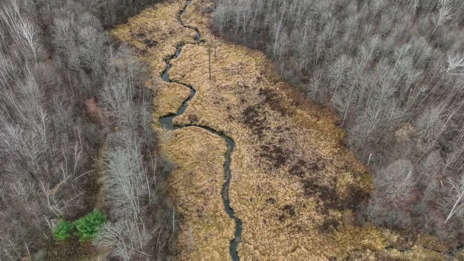 Ottawa Safeguards 561 Hectares of Wetland Near Tewin Development, Preserving Key Ecological Habitat