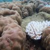 Severe Coral Loss Hits Northern Great Barrier Reef Amid Escalating Climate Impacts