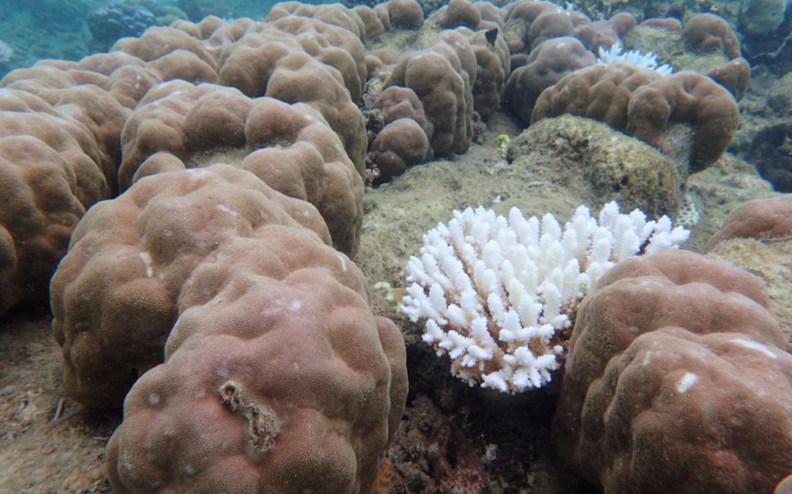 Severe Coral Loss Hits Northern Great Barrier Reef Amid Escalating Climate Impacts