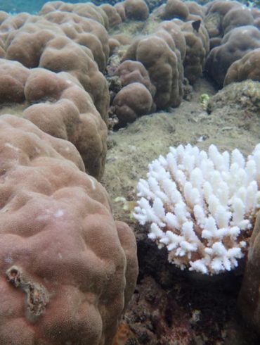 Severe Coral Loss Hits Northern Great Barrier Reef Amid Escalating Climate Impacts