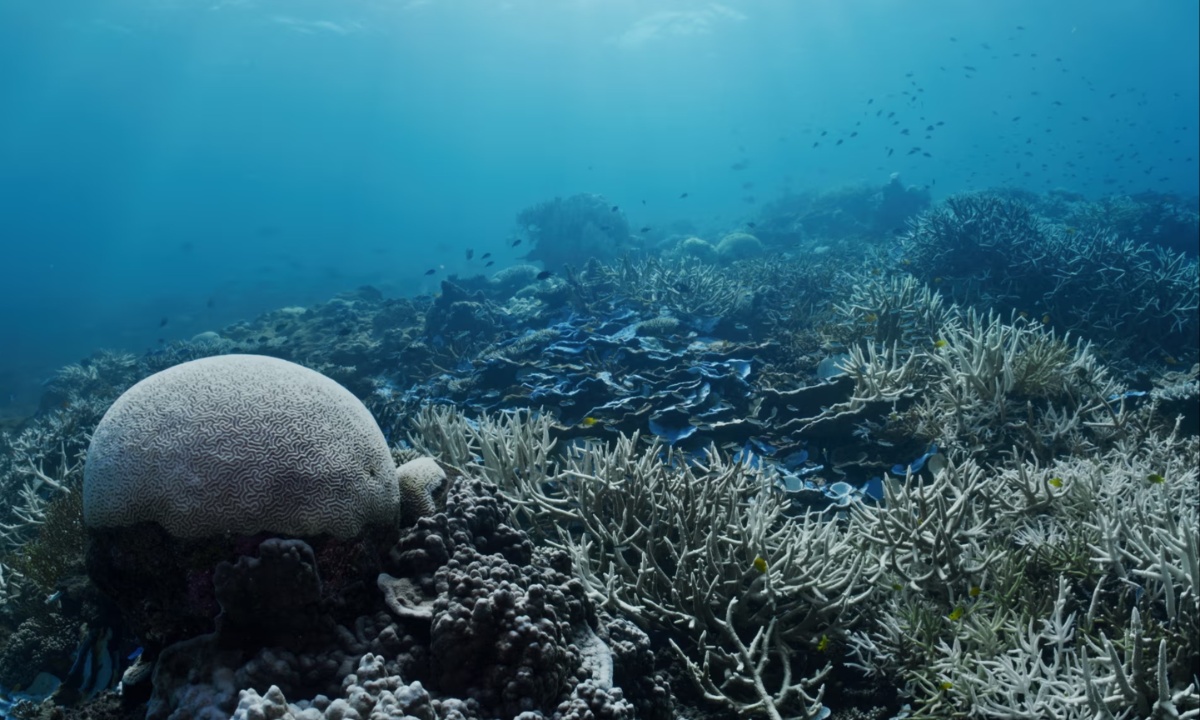 Severe Coral Loss Hits Northern Great Barrier Reef Amid Escalating Climate Impacts