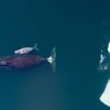 The Bowhead Whale's Remarkable Longevity and Adaptations to Arctic Life