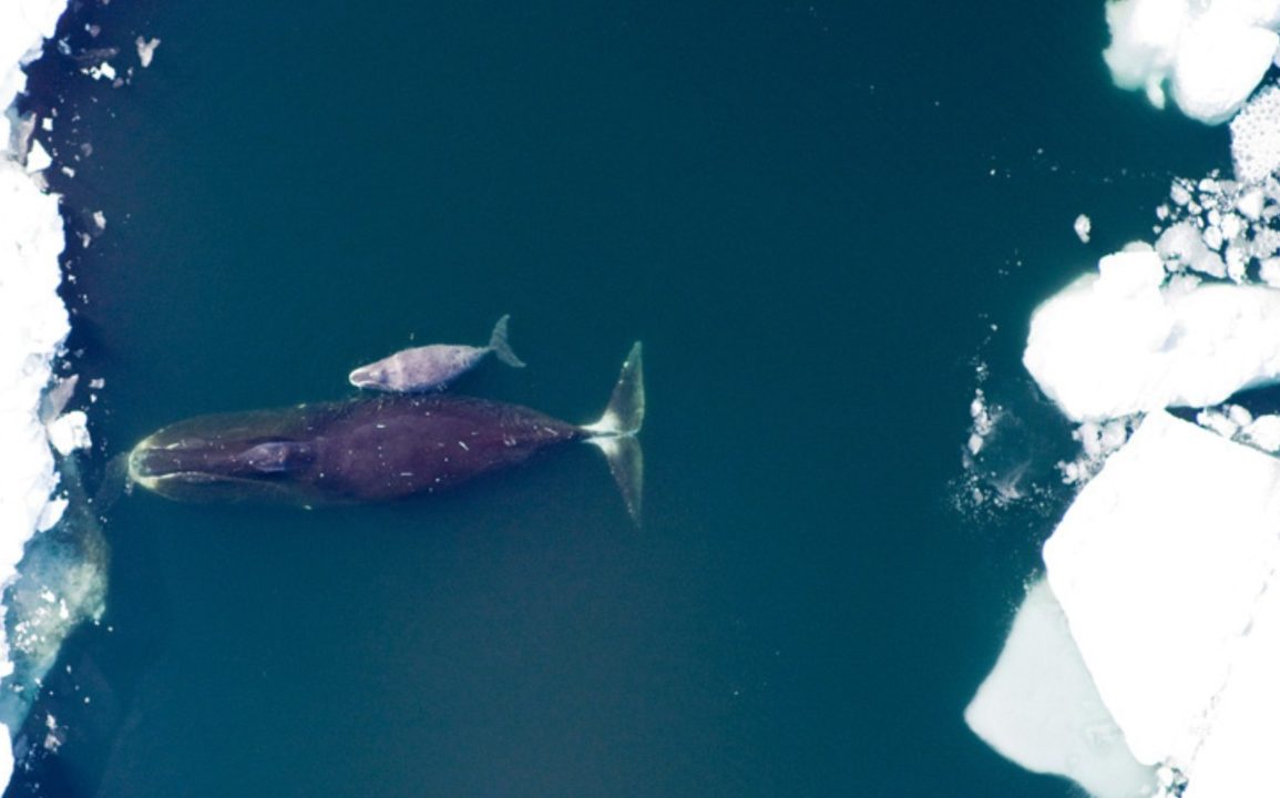 The Bowhead Whale's Remarkable Longevity and Adaptations to Arctic Life