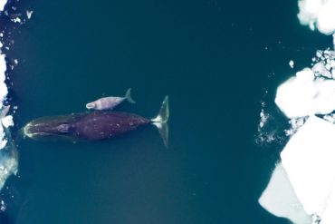 The Bowhead Whale's Remarkable Longevity and Adaptations to Arctic Life