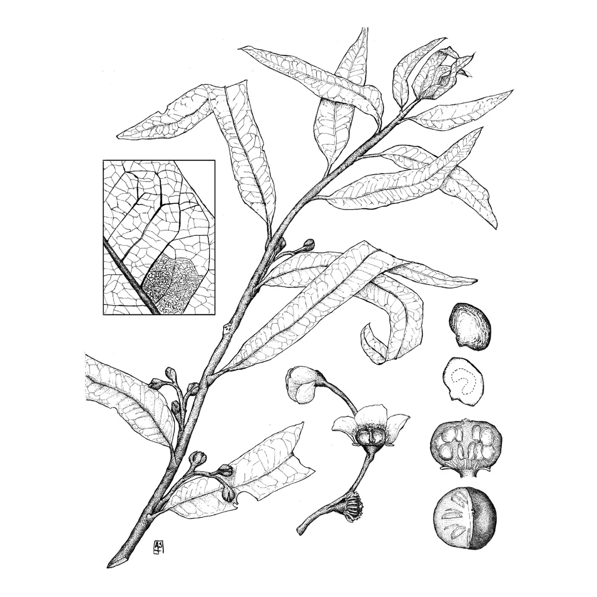 Ancient 'Alien Plant' Fossil Challenges Classification, Revealing a Unique Lineage in Plant Evolution