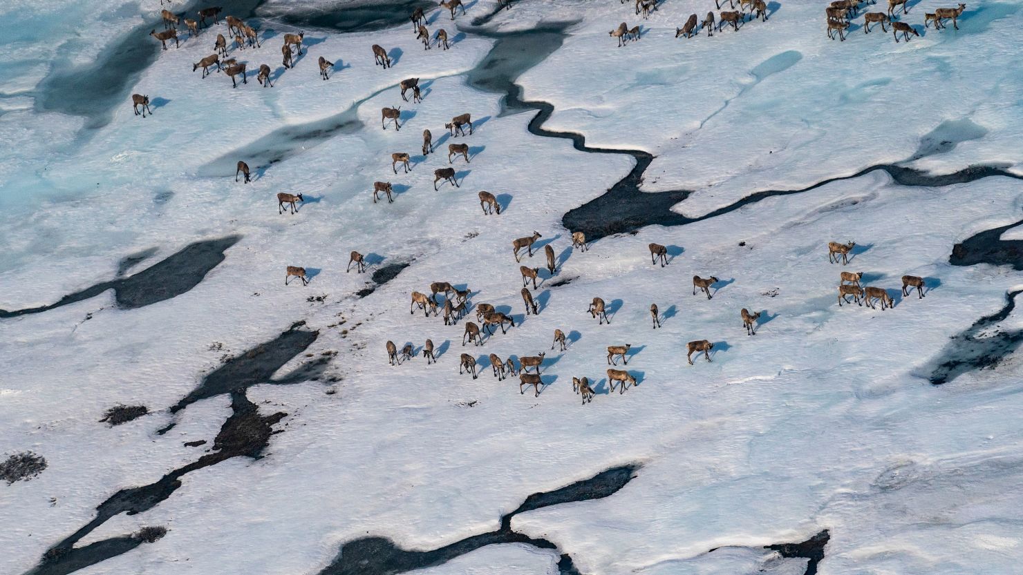 Battle Over Drilling in Arctic National Wildlife Refuge Intensifies Amid Political and Environmental Tensions