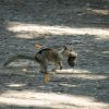 California Ground Squirrels Exhibit Carnivorous Behavior, Adapting to Environmental Changes and Rising Vole Populations