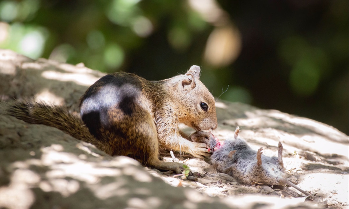 California Ground Squirrels Exhibit Carnivorous Behavior, Adapting to Environmental Changes and Rising Vole Populations