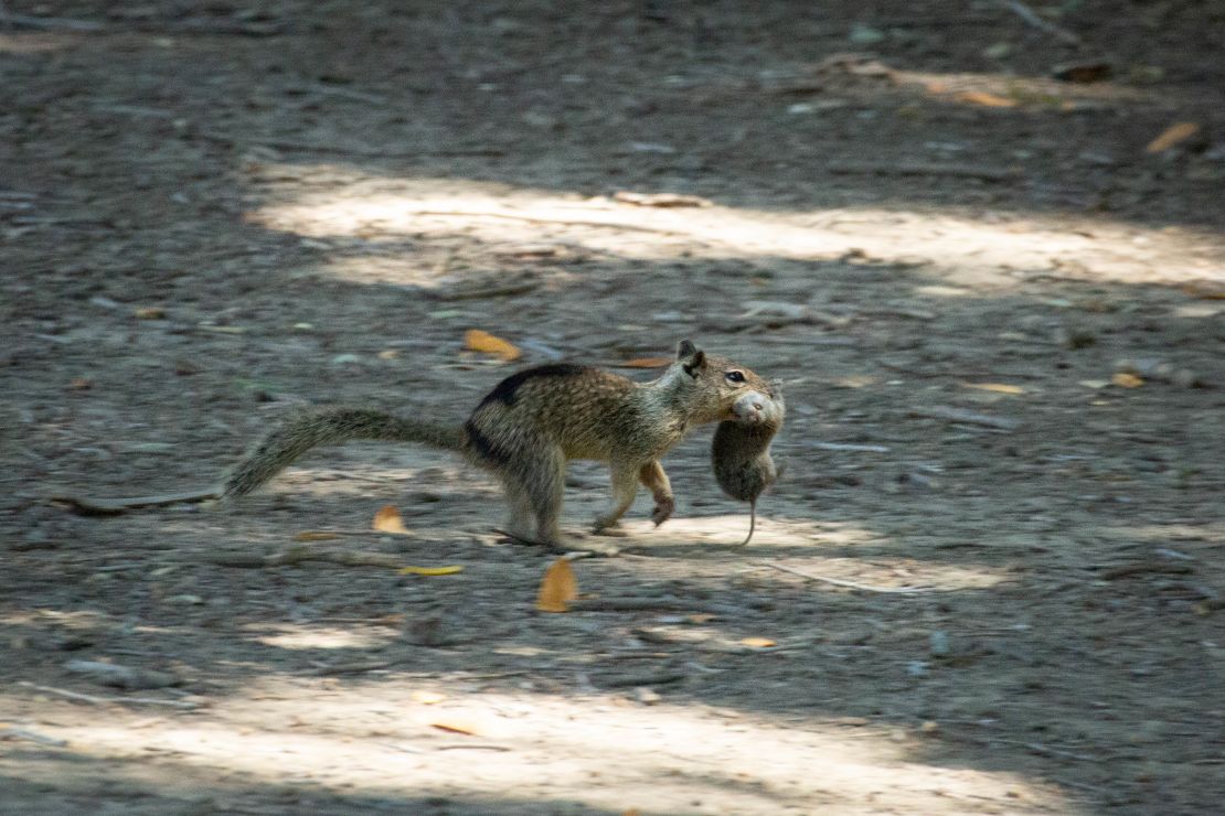 California Ground Squirrels Exhibit Carnivorous Behavior, Adapting to Environmental Changes and Rising Vole Populations