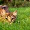 Cats Threaten Global Ecosystems as Invasive Predators Driving Extinctions and Disrupting Fragile Wildlife Populations