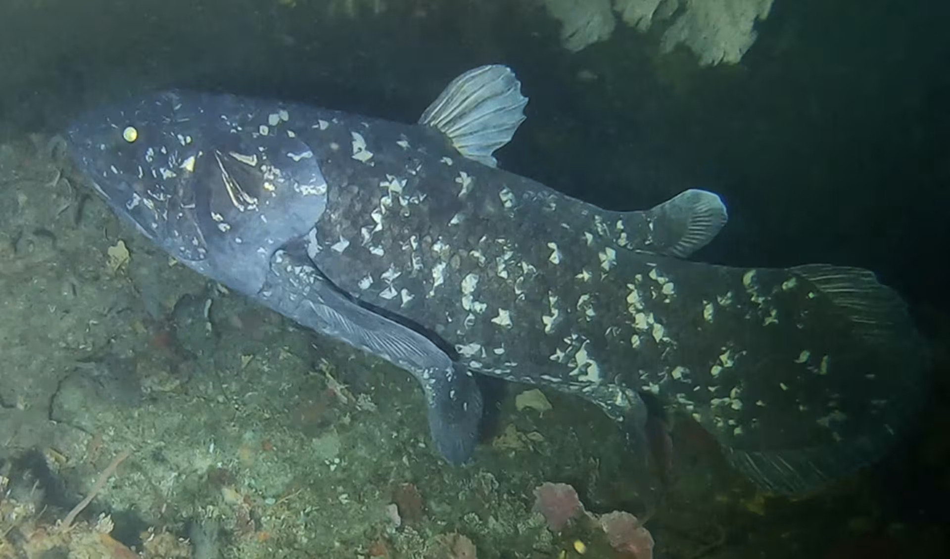 Coelacanth Defies Extinction Surviving Millions of Years and Offering Insights Into Evolutionary Resilience