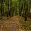 Hiking Trails Face Backlash Over Plastic Decorations Disrupting Natural Beauty and Ecosystems