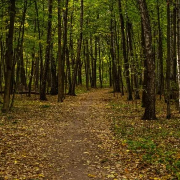 Hiking Trails Face Backlash Over Plastic Decorations Disrupting Natural Beauty and Ecosystems