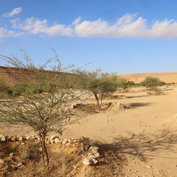 Land Degradation Threatens Climate, Biodiversity, and Food Security: Urgent Action Needed