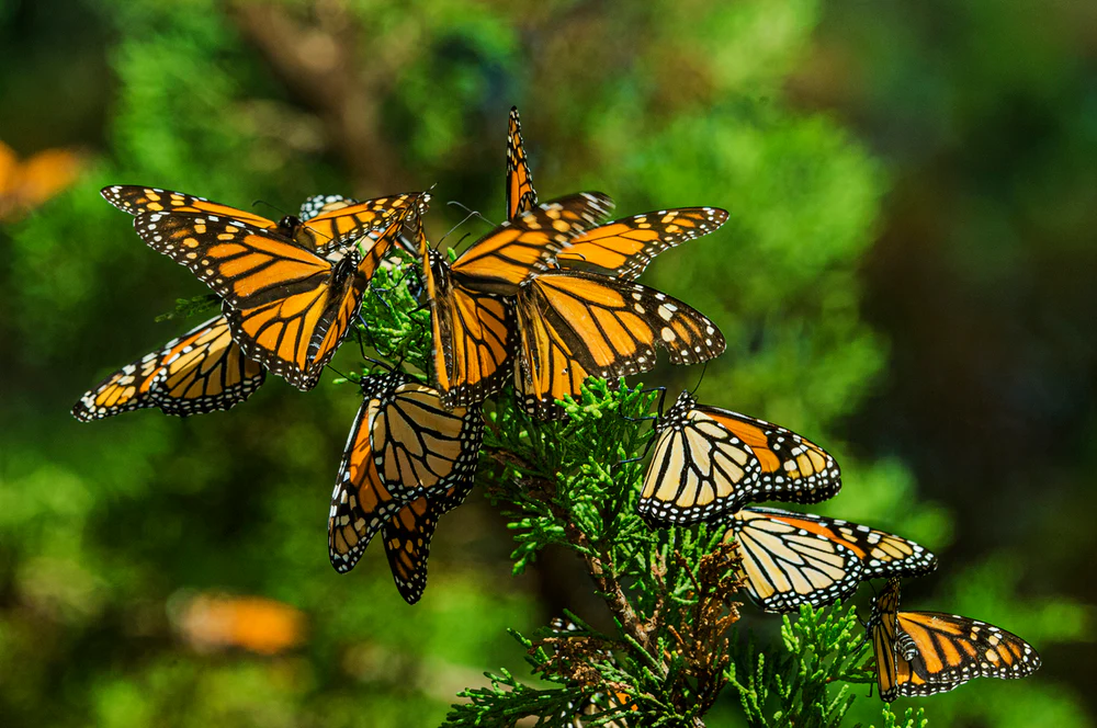 Monarch Butterfly Faces Threatened Status as Habitat Loss and Climate Change Accelerate Population Decline