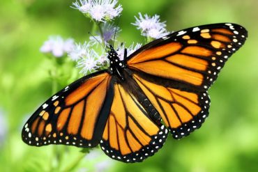 Monarch Butterfly Faces Threatened Status as Habitat Loss and Climate Change Accelerate Population Decline