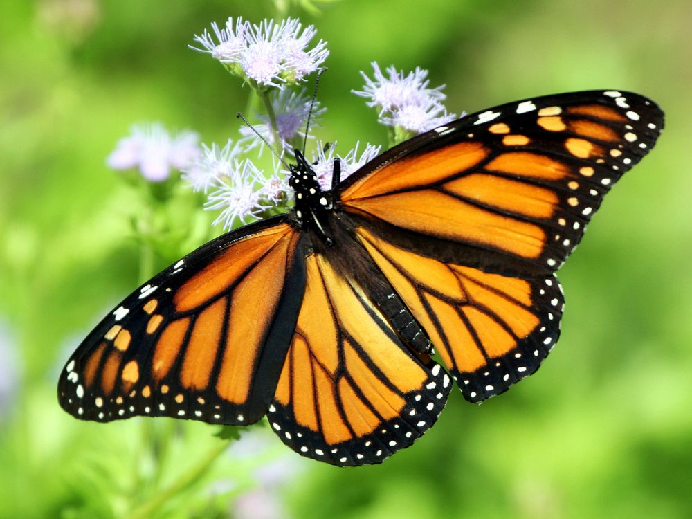 Monarch Butterfly Faces Threatened Status as Habitat Loss and Climate Change Accelerate Population Decline