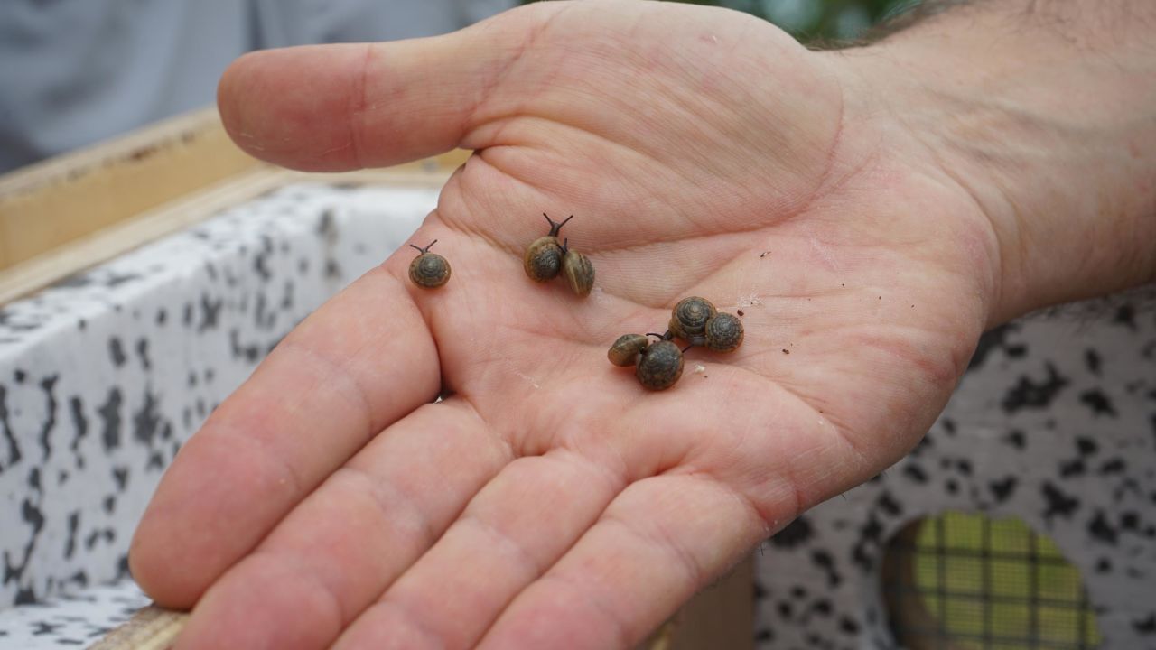 Over 1,300 Endangered Snails Released into Wild, Marking Major Conservation Success