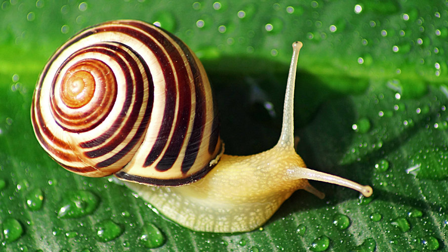 Over 1,300 Endangered Snails Released into Wild, Marking Major Conservation Success