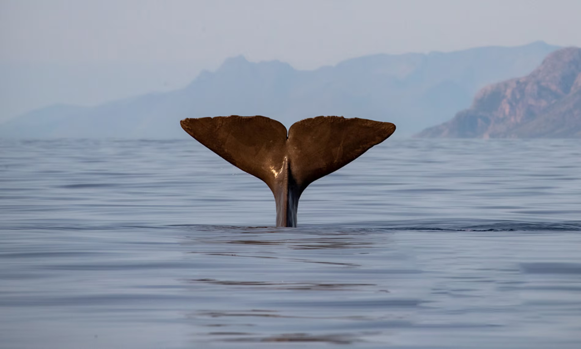 Whale Communication Disrupted by Growing Noise Pollution in Norway’s Vestfjorden, Warns Biologist Dr. Heike Vester