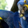 Wildlife Traffickers Exploit Social Media as Parrots and Toucans Face Rescue Efforts in Brazil